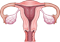 female reproductive system
